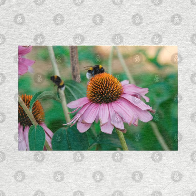 Echinacea Purpurea with Bees by jojobob